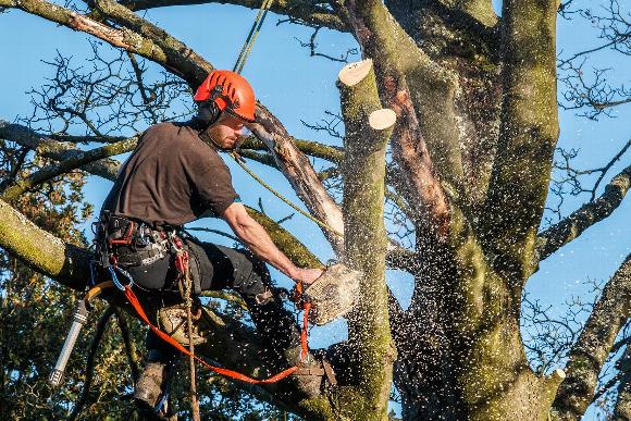 Tree surgeon removing tree branches in Bromley