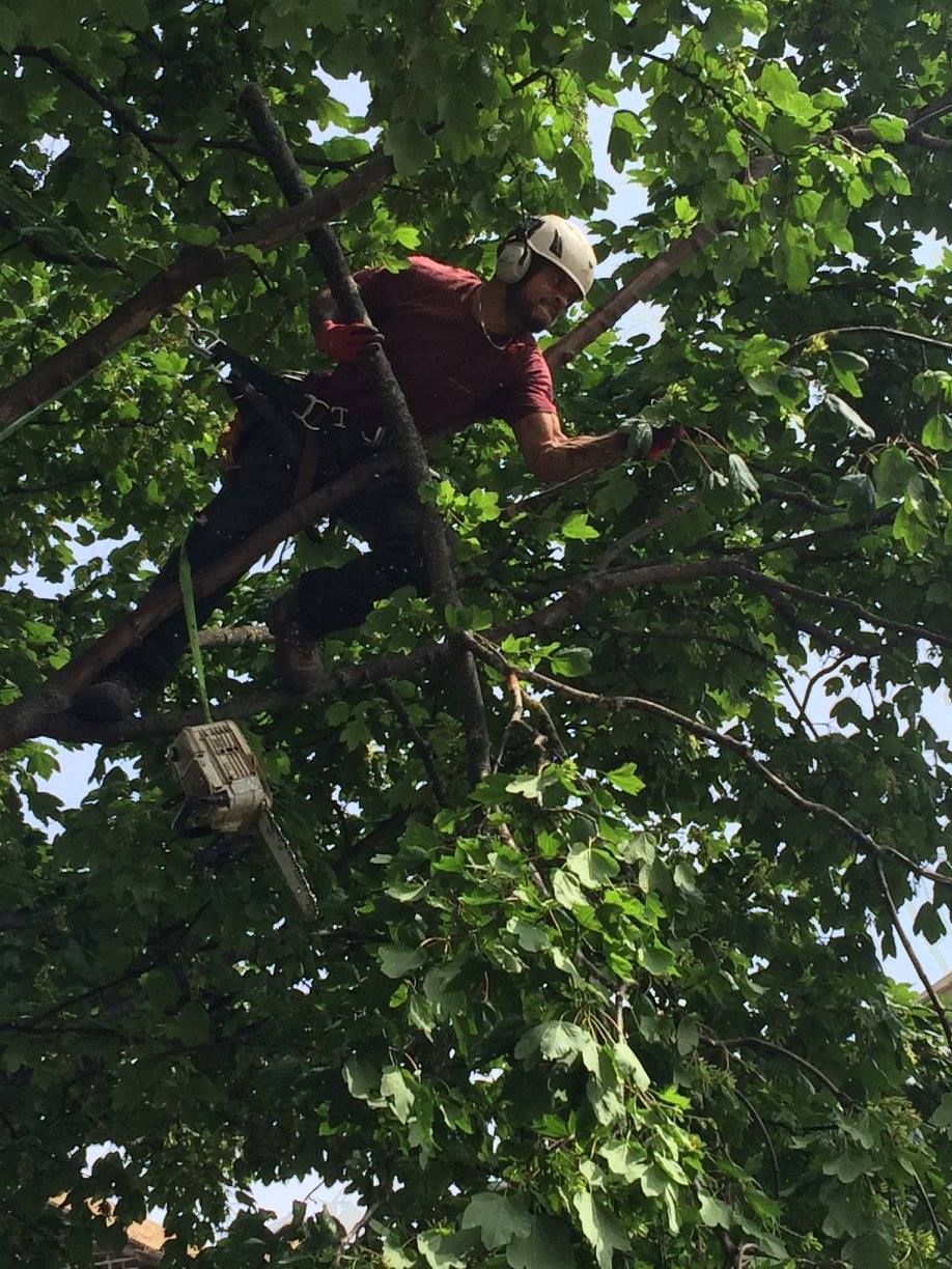 Tree Care in Bromley | CityTreesUK gallery image 2