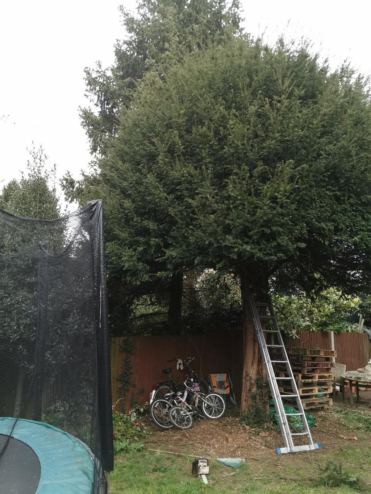 Tree Care in Bromley | CityTreesUK gallery image 1