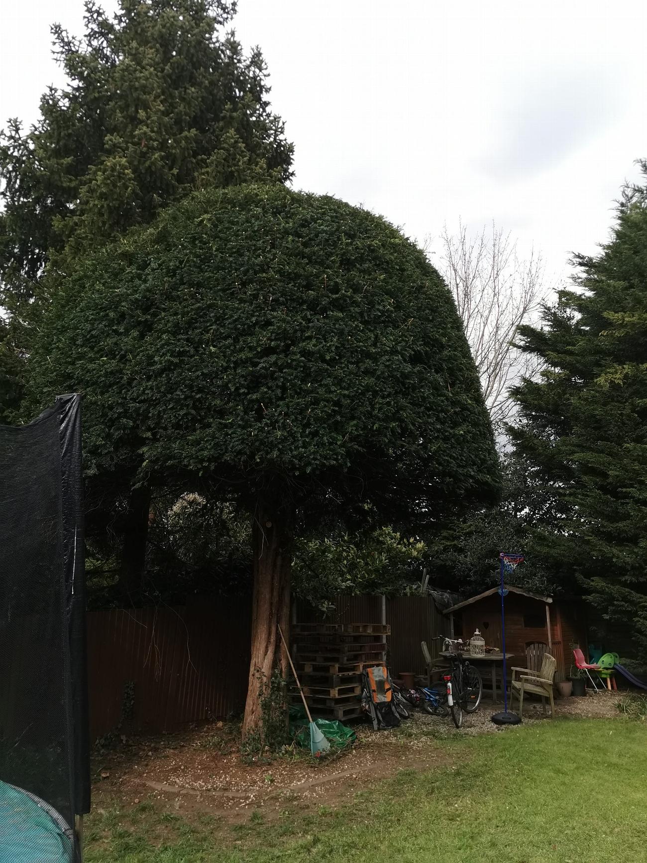 Tree Care in Bromley | CityTreesUK gallery image 4