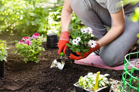 Gardener planting flowers in garden bed in Bromley