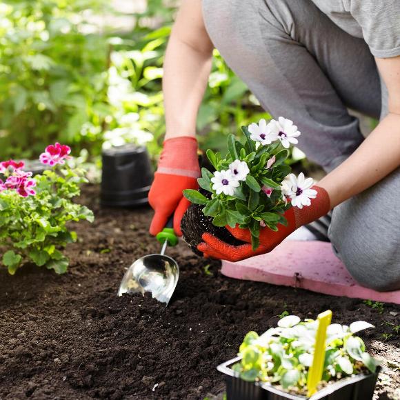 Gardener planting flowers in garden in Bromley