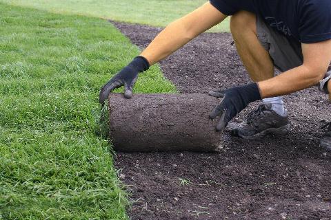 Gardener laying down grass in residential garden in Bromley