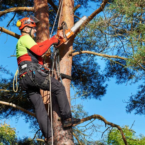 Tree surgeon removing branches in Bromley