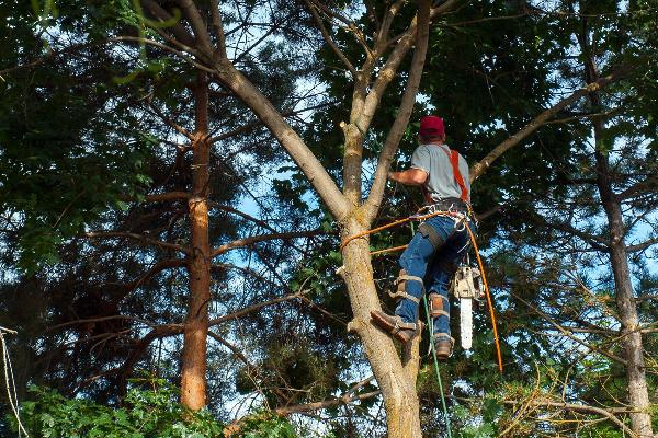 Tree surgeon climbing tree