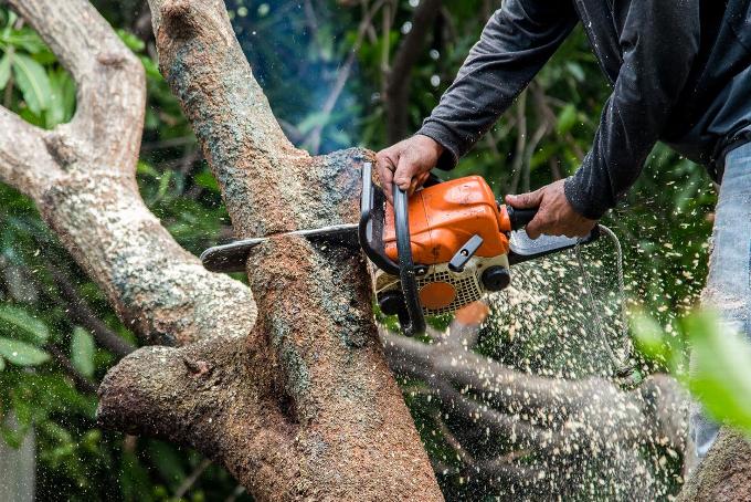 Tree surgeon cutting tree branch with chainsaw