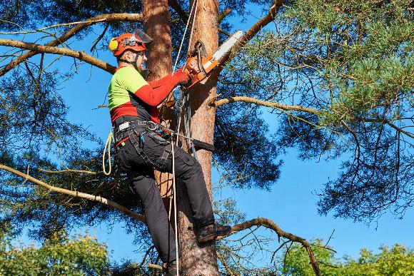 Tree surgeon cutting branches with chainsaw